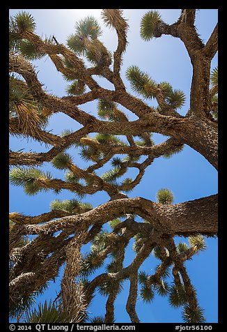 Branches of yucca palm (Yucca brevifolia). Joshua Tree National Park (color)