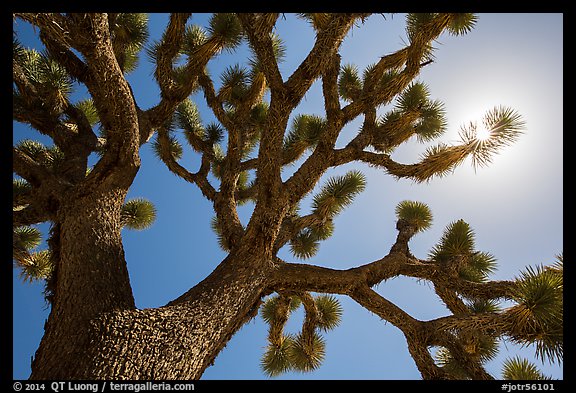 Joshua tree (Yucca brevifolia) and sun. Joshua Tree National Park, California, USA.