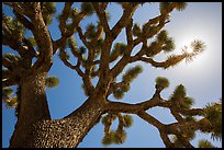 Joshua tree (Yucca brevifolia) and sun. Joshua Tree National Park ( color)