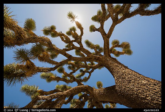 Tree yucca (Yucca brevifolia) and sun. Joshua Tree National Park, California, USA.