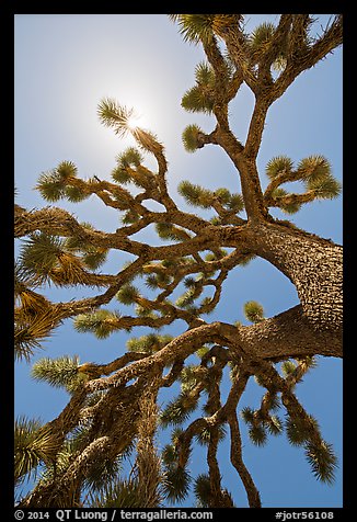 Palm tree yucca (Yucca brevifolia) and sun. Joshua Tree National Park, California, USA.
