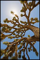 Palm tree yucca (Yucca brevifolia) and sun. Joshua Tree National Park ( color)