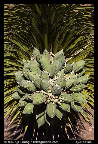 Close-up of Joshua tree seeds. Joshua Tree National Park (color)