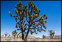 Multi-branched Joshua tree with seeds. Joshua Tree National Park ( color)