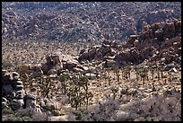 Joshua trees nestled amongst stacks of boulders. Joshua Tree National Park ( color)