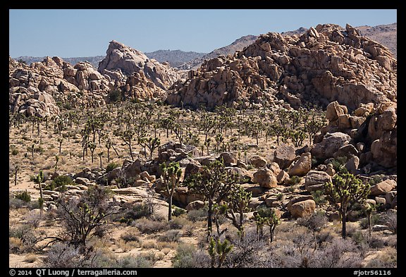 Joshua tree forest and piles of boulders. Joshua Tree National Park (color)