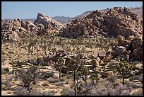 Joshua tree forest and piles of boulders. Joshua Tree National Park ( color)