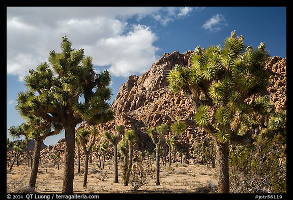 Joshua trees in seed and towering boulder outcrop. Joshua Tree National Park, California, USA.