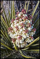 Close-up of yucca flower. Joshua Tree National Park ( color)