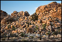 Joshua trees and tall rock outcrops. Joshua Tree National Park ( color)