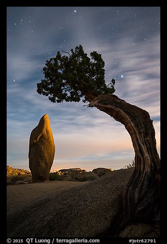 Boulder and juniper at night with moonset glow. Joshua Tree National Park (color)