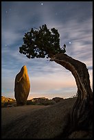 Boulder and juniper at night with moonset glow. Joshua Tree National Park ( color)