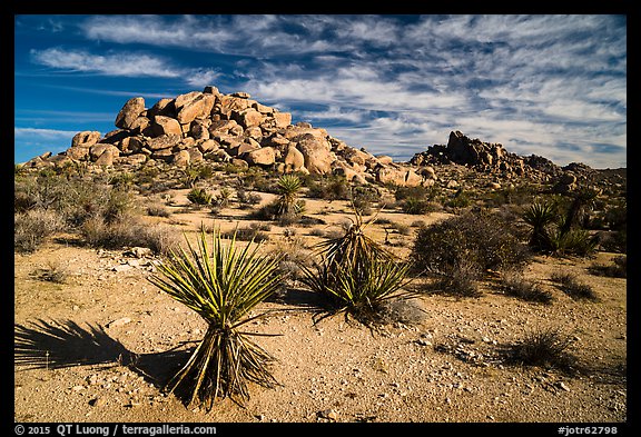 Yuccas and boulder outcrops,. Joshua Tree National Park (color)