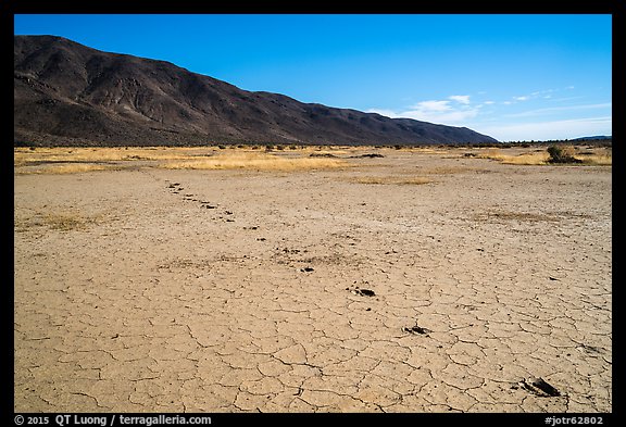 Playa with animal track, Pleasant Valley. Joshua Tree National Park (color)
