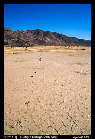 Parallel animal tracks on Pleasant Valley playa. Joshua Tree National Park, California, USA.