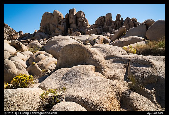 Flowers and boulders near Squaw Tank. Joshua Tree National Park (color)