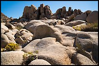 Flowers and boulders near Squaw Tank. Joshua Tree National Park ( color)