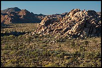 Joshua trees and rock outcrops from above. Joshua Tree National Park ( color)