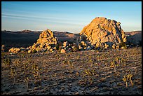 Joshua Trees and large rock formations at sunrise. Joshua Tree National Park ( color)