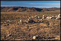 Mojave Desert landscape with Joshua Trees and boulders. Joshua Tree National Park ( color)