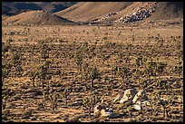 High desert landscape with Joshua Trees and boulders. Joshua Tree National Park ( color)