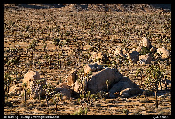 View from above of Joshua Trees and boulders. Joshua Tree National Park (color)