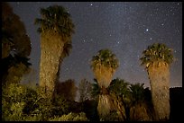 Fan palms, Cottonwood Spring Oasis at night. Joshua Tree National Park ( color)