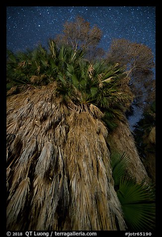 Looking up fan palm trees at night, Cottonwood Spring Oasis. Joshua Tree National Park, California, USA.