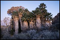 Cottonwood Spring Oasis at dawn. Joshua Tree National Park ( color)