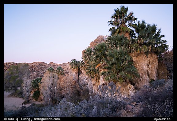 Palm trees and desert wash in Cottonwood Spring Oasis. Joshua Tree National Park (color)