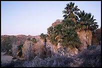 Palm trees and desert wash in Cottonwood Spring Oasis. Joshua Tree National Park ( color)
