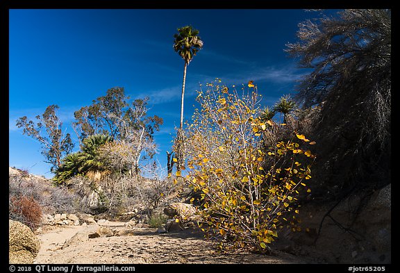 Unnamed oasis with trees and leaves in autumn foliage. Joshua Tree National Park (color)