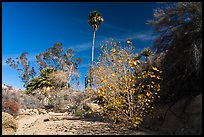 Unnamed oasis with trees and leaves in autumn foliage. Joshua Tree National Park ( color)