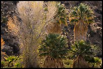 Cottonwood with autumn foliage and fan palm trees, Cottonwood Spring Oasis. Joshua Tree National Park ( color)