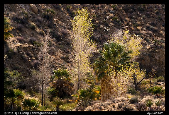 Cottonwoods with autumn leaves and palm trees, Cottonwood Spring Oasis. Joshua Tree National Park (color)