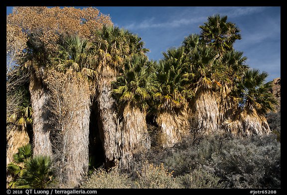 California Fan Palm trees, Cottonwood Spring Oasis. Joshua Tree National Park (color)