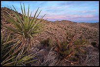 Yucca, juniper trunk, and San Bernardino Mountains at sunrise. Joshua Tree National Park ( color)