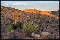 Yuccas above Black Rock Canyon, sunrise. Joshua Tree National Park ( color)