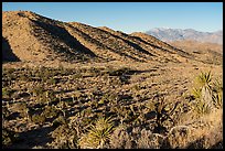 Covington Flats and San Gorgonio range. Joshua Tree National Park ( color)