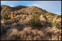 Slope with yuccas, Black Rock Canyon. Joshua Tree National Park ( color)