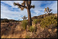 Yuccas and Joshua Trees, Black Rock Canyon. Joshua Tree National Park ( color)