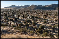 Covington Flats. Joshua Tree National Park ( color)