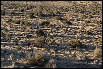 Joshua Trees and Junipers from above. Joshua Tree National Park ( color)