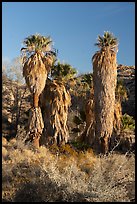 California Palm trees, Cottonwood Spring Oasis, afternoon. Joshua Tree National Park ( color)