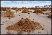 California Dodder in desert wash. Joshua Tree National Park ( color)