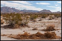 California Dodder and Coxcomb mountains. Joshua Tree National Park ( color)