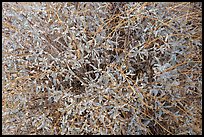 Brittlebush close-up. Joshua Tree National Park ( color)