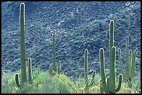 Saguaro cacti forest on hillside, West Unit. Saguaro National Park, Arizona, USA. (color)