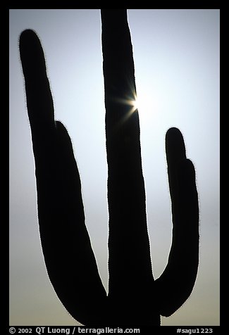 Backlit Saguaro cactus. Saguaro National Park (color)