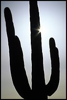 Pictures of Saguaro Cactus